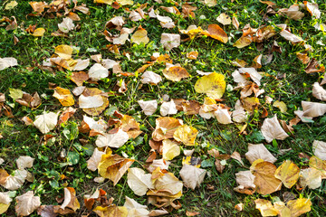 Green grass with autumn leaves.