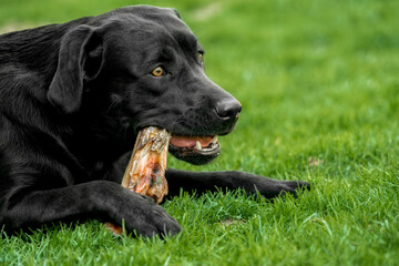 A black labrador retriever lies in the grass and chews a bone