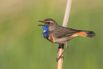 Blauwborst, White-spotted Bluethroat, Cyanecula svecica cyanecula
