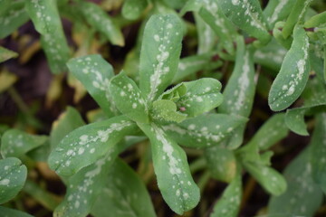 Green foliage of Symphytum sp. - obrazy, fototapety, plakaty