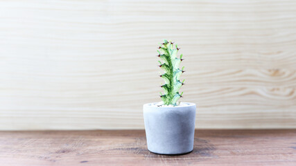 Euphorbia cactus in pot on wooden table
