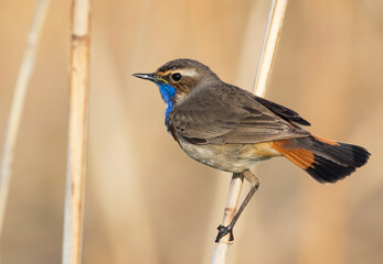 Blauwborst, White-spotted Bluethroat, Cyanecula svecica cyanecula