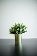 Isolated green trees on the table