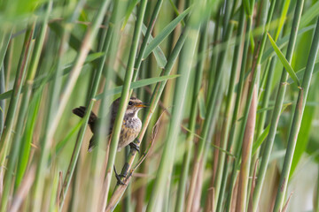 Blauwborst, White-spotted Bluethroat, Cyanecula svecica cyanecula