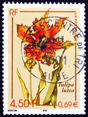 Postage stamp France 2000 tulip, flowering plant
