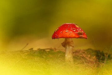 fly agaric (Amanita muscaria) mushroom photographed with a telephoto lens through the forest