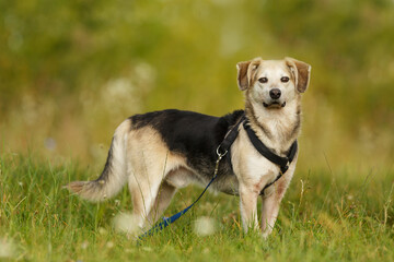 Naklejka na ściany i meble male crossbreed dog portrait of a full figure standing in the spring grass in the park