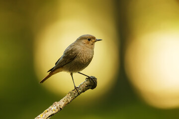 male black redstart (Phoenicurus ochruros) with nice back light