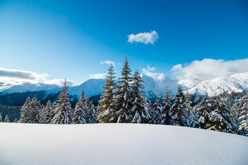 Amazing mountain landscape in winter season with fir trees covered with snow