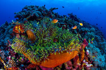 Anemone clownfish swimming above coral reef in Papua New Guinea