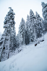 Amazing winter landscape in a snowy pine forest wide shot
