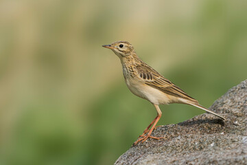 Mongoolse Pieper, Blyth's Pipit, Anthus godlewskii