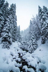 Amazing winter landscape in a snowy pine forest wide shot