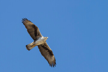 Bonelli's Eagle, Havikarend, Aquila fasciata