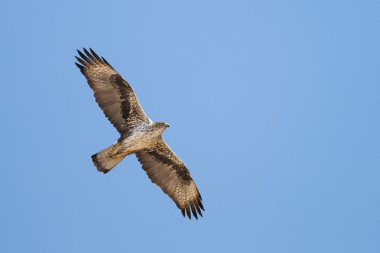 Bonelli's Eagle, Havikarend, Aquila fasciata