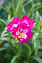 Purple freesia, fragrant garden plant,  herbaceous perennial flowering plants in the family Iridaceae
