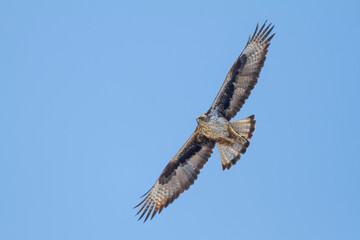 Bonelli's Eagle, Havikarend, Aquila fasciata
