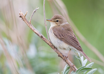 Kleine Spotvogel, Booted Warbler, Iduna caligata
