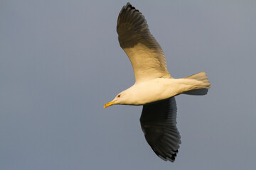 Caspian Gull, Pontische Meeuw, Larus cachinnans