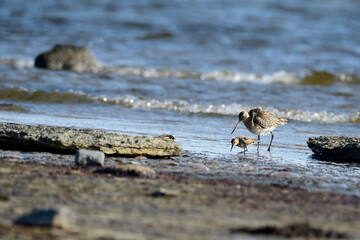 Pfuhlschnepfe im Herbst an der Ostsee	