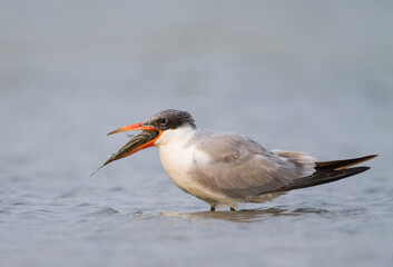 Reuzenstern; Caspian Tern; Sterna caspia