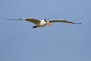 Reuzenstern, Caspian Tern, Hydroprogne caspia