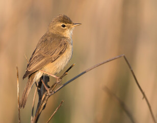 Kleine Spotvogel, Booted Warbler, Iduna caligata