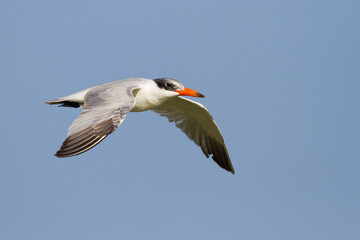 Reuzenstern; Caspian Tern; Sterna caspia