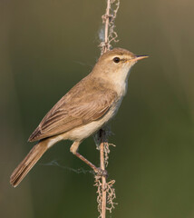 Kleine Spotvogel, Booted Warbler, Iduna caligata