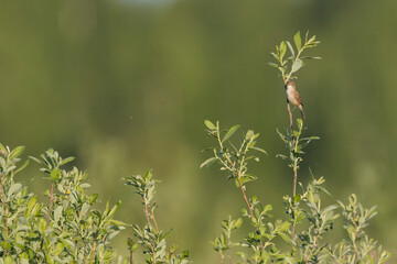 Kleine Spotvogel, Booted Warbler, Iduna caligata