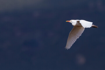 Koereiger, Cattle Egret, Bubulcus ibis