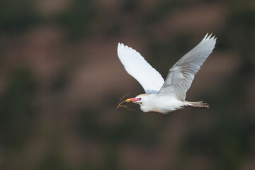 Koereiger, Cattle Egret, Bubulcus ibis