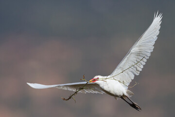 Koereiger, Cattle Egret, Bubulcus ibis