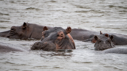 Flusspferde (Hippos) inmitten des Sambesi Fluss zwischen Sambia und Simbabwe auf einer Fluss-Safari