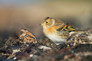 Keep, Brambling, Fringilla montifringilla