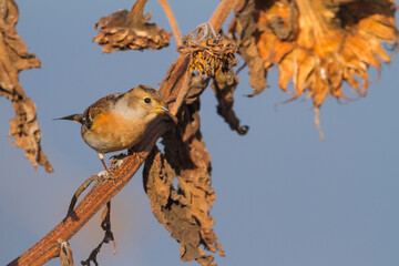 Keep, Brambling, Fringilla montifringilla