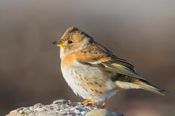 Keep, Brambling, Fringilla montifringilla