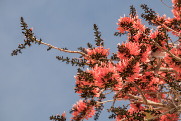 Beautiful Bastard Teak flower in blue sky background.(Butea monosperma)Common names include flame-of-the-forest,parrot tree or palash flower.