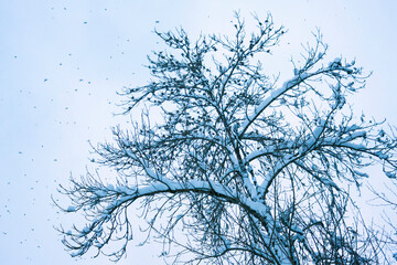 Keep, Brambling, Fringilla montifringilla