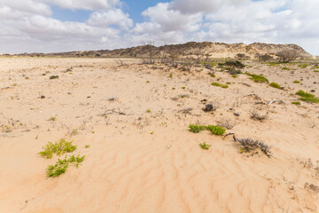 Landscape of central desert of Oman