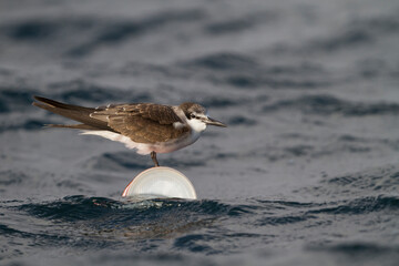Brilstern, Bridled Tern, Onychoprion anaethetus