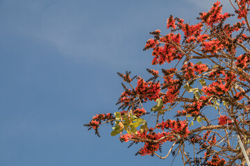 Beautiful Bastard Teak flower in blue sky background.(Butea monosperma)Common names include flame-of-the-forest,parrot tree or palash flower.