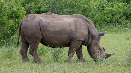 Obraz premium Nashorn (Breitmaulnashorn) in der Wildnis auf einer Safari in Sambia - Afrika