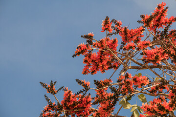 Beautiful Bastard Teak flower in blue sky background.(Butea monosperma)Common names include...