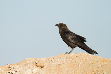 Bruinnekraaf, Brown-necked Raven, Corvus ruficollis