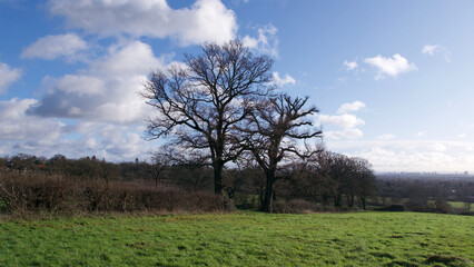 Two trees with no foliage in field in winter against blue cloudy sky