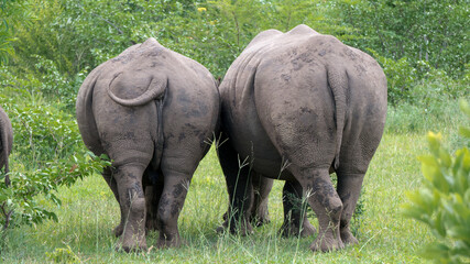 Zwei Nashörner (Breitmaulnashörner) in der Wildnis von hinten auf einer Safari in Sambia - Afrika