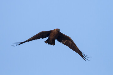 Bruinnekraaf, Brown-necked Raven, Corvus ruficollis