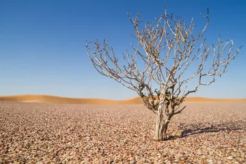 Fotobehang Lone tree in central desert of Oman © AGAMI