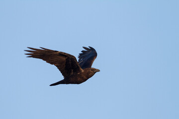 Bruinnekraaf, Brown-necked Raven, Corvus ruficollis